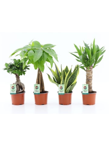 4 x Zimmerpflanzen Pflanzen Set XXL
