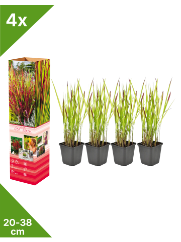 4er-Set: Japanisches Blutgras Imperata cyl. Red Barron in Bunt