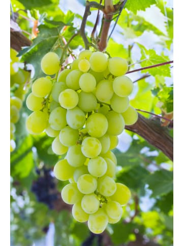 2er-Set Weinrebe weiß 50-60cm 2L Topf