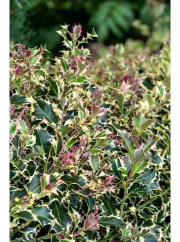 3er-Set: Ilex aquifolium 'Argentea Marginata'