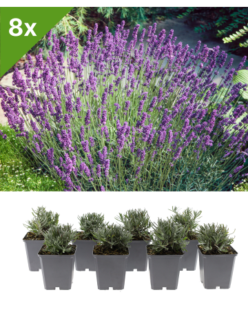 8er-Set Lavendel Hidcote - pro m²