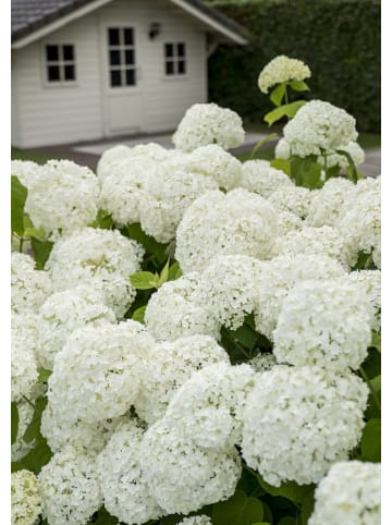 3-er Set Hydrangea a. 'Strong Annabelle‘® 40-60cm 3L Topf
