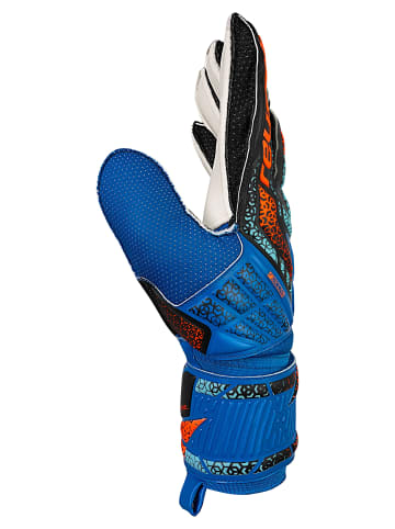 Torwarthandschuhe Attrakt Solid in 4467 electric blu/shock. orang