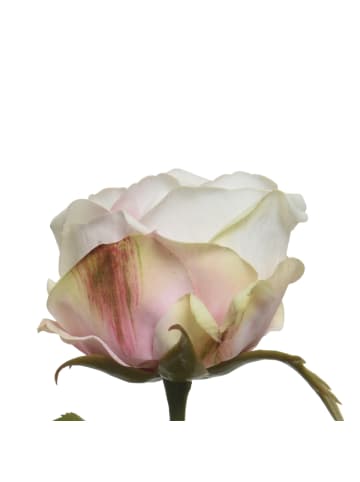 Kunstrose am Stiel in creme - H: 66cm