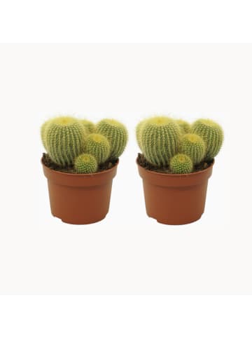 2 x Kaktus Parodia leninghausii 