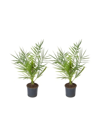 2er-Set: Phoenix canariensis Mittel 