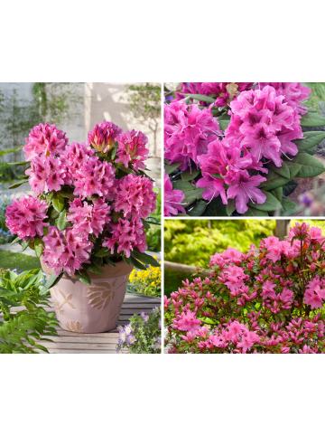 3er-Set: Rhododendron Cosmopolitan in Rosa