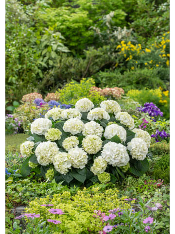 6er-Set: Hortensie (Hydrangea macrophylla) in Weiß