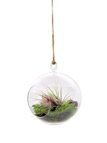 Miniaturgarten im Glas zum aufhängen 12cm "handmade"