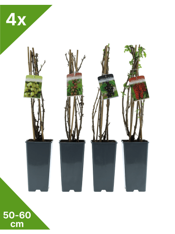 Obstmix 50-60cm 2L Topf
