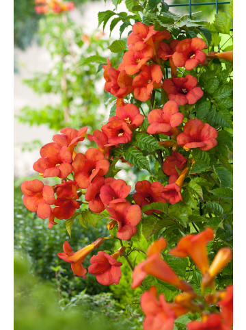 Trompetbl. rot 110-120cm 2L Topf