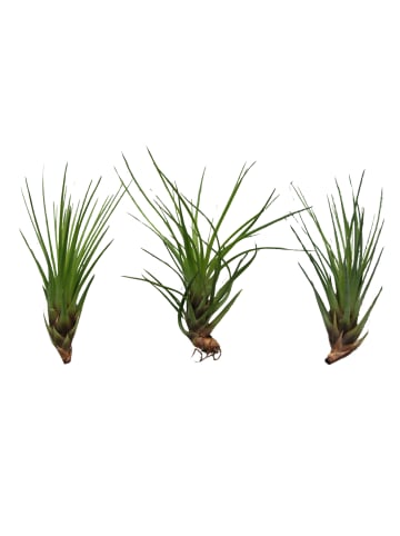 3er Set Seeigelgehäuse Urchin schwarz mit Tillandsie Melanocrator