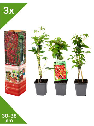 3er-Set: Parthenocissus quinquefolia in Bunt