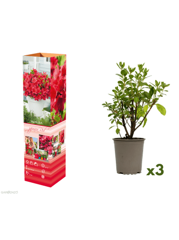3er-Set: Azalee in Rot
