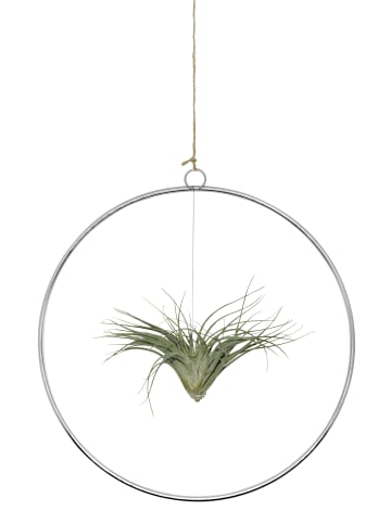Kombination aus Tillandsia im Loop silber