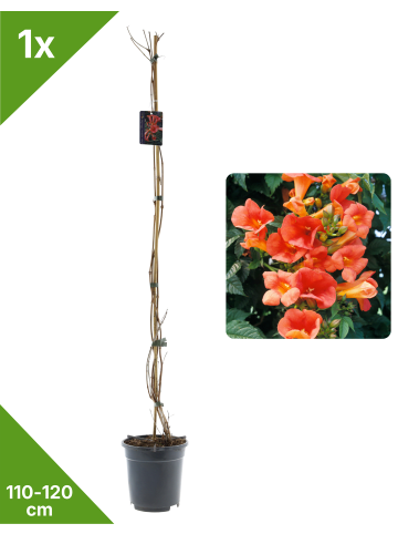 Trompetbl. rot 110-120cm 2L Topf