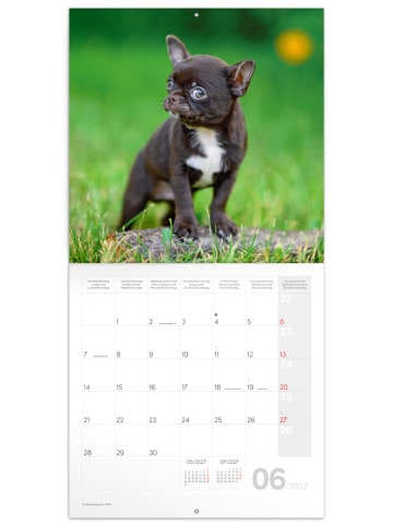 Wandkalender 2027 mit 6-sprachigem Kalendarium in Puppies - 30 x 30 cm