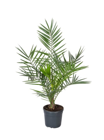 Phoenix canariensis Groß 