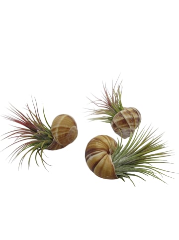 3er Schneckenset mit echten Tillandsia natur