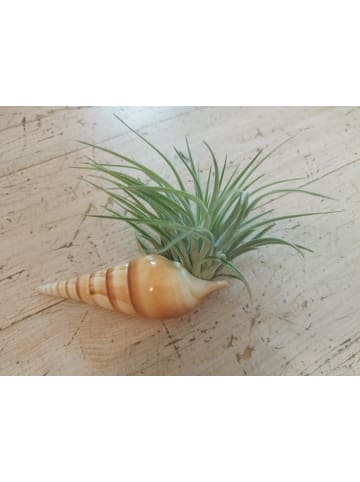 Zauberhafte Spindelschnecke mit Tillandsie