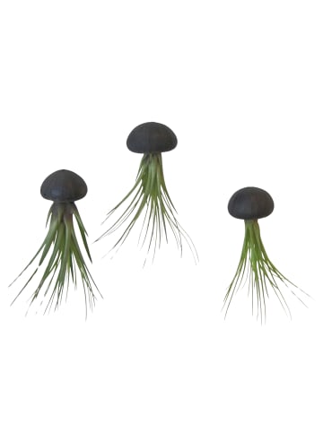 3er Set Seeigelgehäuse Urchin schwarz mit Tillandsie Melanocrator