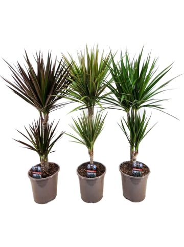 3 x Drachenbaum Dracaena 70cm XXL
