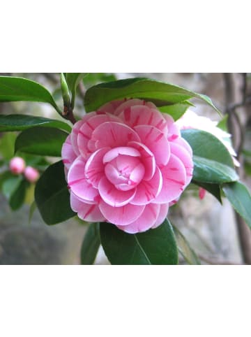 3er-Set: Kamelien in Rosa