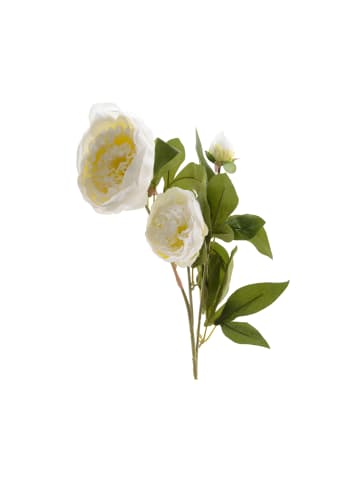 Pfingstrose mit 2 Blüten und Knospe in weiß - H: 75cm