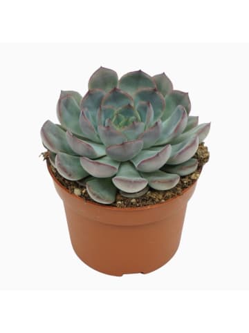 Sukkulente Echeveria Hercules 14cm