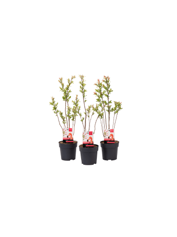 3er-Set: Salix Buschpflanzen