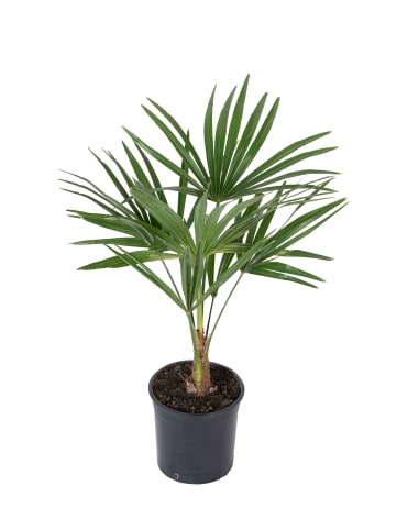 Trachycarpus fortunei Mittel 