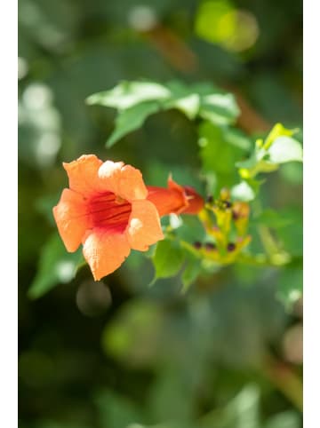 Trompetbl. orange 110-120cm 2L Topf