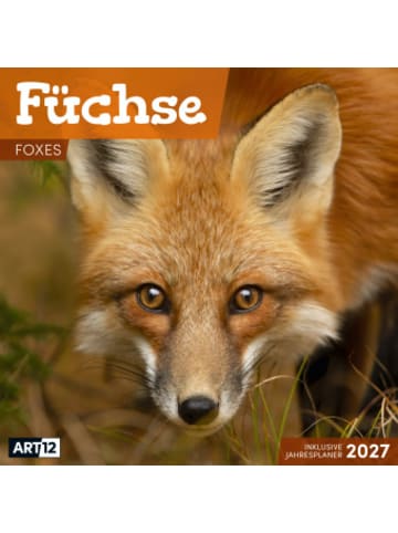 Kalender - Füchse Kalender 2027 - 30x30 - Art12