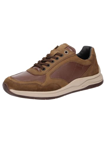Sneaker Turibio-713-J in braun