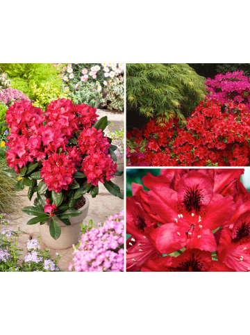 3er-Set: Rhododendron Nova Zembla in Rot