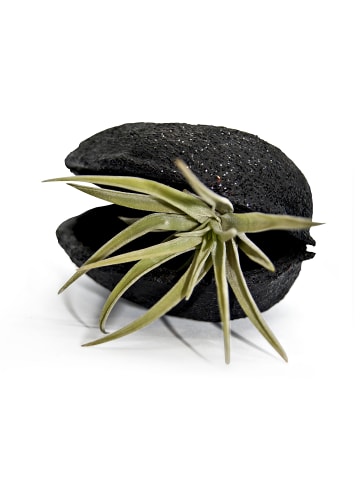 Exotische Pterygota alata Schale Schwarz mit Tillandsia 1er Set grün