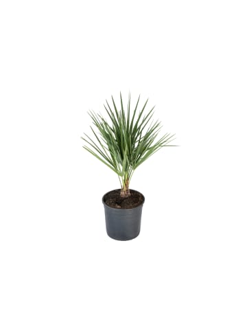 Chamaerops humilis Mittel 