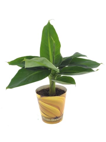 Banane Musa Tropicana