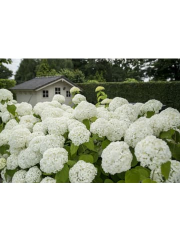 Hydrangea a. 'Strong Annabelle‘® 40-60cm 3L Topf mit Pokon