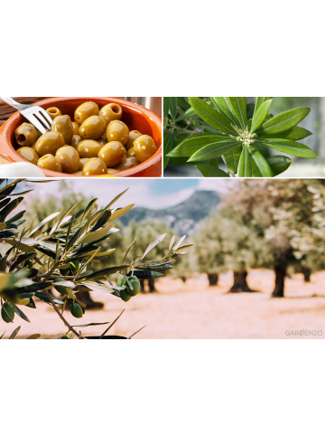 8er-Set: Planzen Oliven 