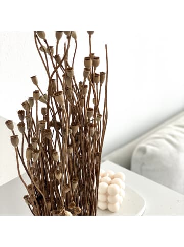 Mohnkapseln Mini kleine Kapsel in Natur - (H) 60 cm