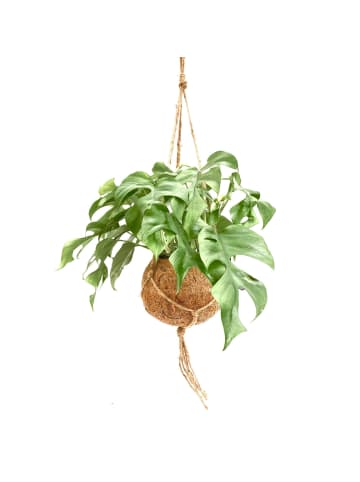 Monstera Minima Kokodama 30cm Zimmerpflanze
