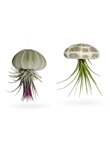 Seeigelgehäuse mit echter Tillandsia 2 er Set