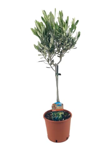Olivenbaum 50cm Mediteran