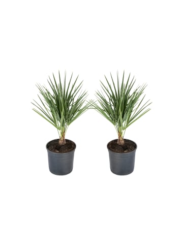 2er-Set: Chamaerops humilis Mittel 