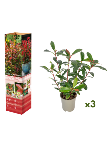 3er-Set: Photinia fras. 'Red Robin' Glanz Mispel in Bunt