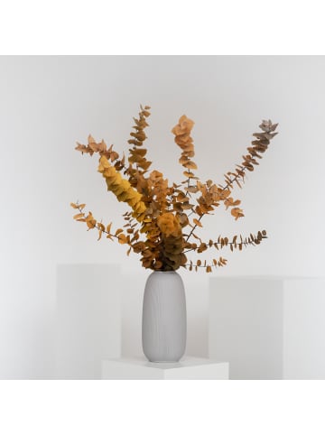 Eukalyptus Stuartiana in Gelb - (H) 70 cm