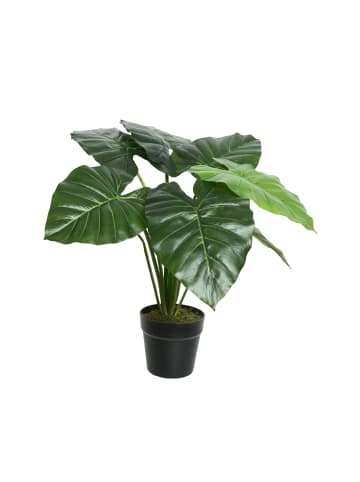 Künstliche Taro Pflanze im Topf Kunstpflanze H: 52cm in grün