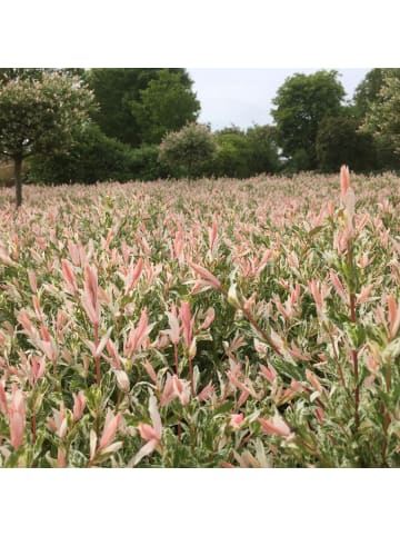 2er-Set: Salix integra "Flamingo" auf Stamm in Rosa