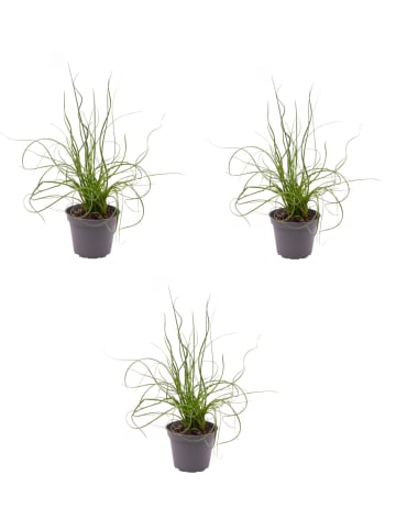 3 x Spiralis Gartenpflanze